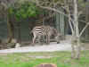 DFW-20020404-1440a.JPG (80469 bytes)