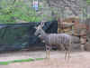 DFW-20020404-1510b.JPG (76210 bytes)