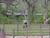 DFW-20020404-1738a.JPG (80550 bytes)