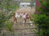 DFW-20020404-1738b.JPG (81988 bytes)