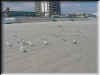 Florida-20020224-1204.jpg (55235 bytes)