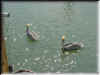 Florida-20020226-1231.jpg (75065 bytes)