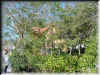 Florida-20020227-1518b.jpg (145217 bytes)