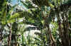 HI-8908-Maui-15.jpg (147847 bytes)