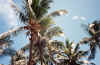 HI-8908-Oahu-32.jpg (121170 bytes)