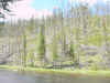 Mon-yelst-gt-20010615-1302b.jpg (97046 bytes)