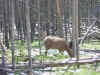 Mon-yelst-gt-20010615-1309a.jpg (96037 bytes)