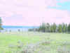 Mon-yelst-gt-20010615-1642.jpg (64110 bytes)