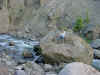 Mon-yelst-gt-20010615-1842c.jpg (116220 bytes)