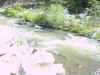 Mon-yelst-gt-20010616-1711a.jpg (89217 bytes)