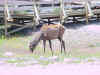 Mon-yelst-gt-20010617-1135b.jpg (75733 bytes)