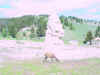 Mon-yelst-gt-20010617-1136.jpg (67445 bytes)