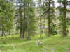 Mon-yelst-gt-20010617-1232.jpg (112535 bytes)