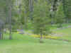 Mon-yelst-gt-20010617-1244a.jpg (80433 bytes)