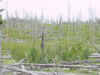 Mon-yelst-gt-20010617-1357.jpg (84579 bytes)