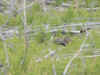 Mon-yelst-gt-20010617-1358.jpg (44456 bytes)