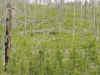 Mon-yelst-gt-20010617-1359c.jpg (81463 bytes)