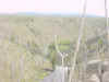 Mon-yelst-gt-20010617-1522b.jpg (81561 bytes)