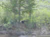 Mon-yelst-gt-20010617-1635c.jpg (104044 bytes)