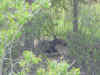 Mon-yelst-gt-20010617-1636b.jpg (82843 bytes)