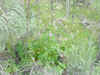 Mon-yelst-gt-20010617-1652a.jpg (114074 bytes)