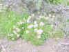 Mon-yelst-gt-20010617-1652b.jpg (130930 bytes)