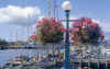 Victoria-20011001-z2.jpg (104020 bytes)