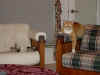 Cats-021222-1.jpg (66022 bytes)