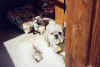 coco&teddy-20011001-a.jpg (82527 bytes)
