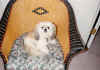 teddy-01.jpg (102615 bytes)