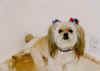 teddy-20011001-a.jpg (47905 bytes)